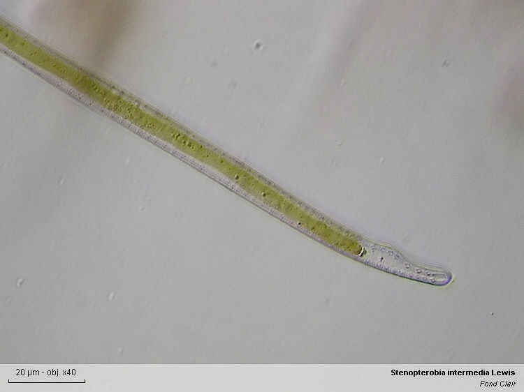 Stenopterobia curvula (W.Smith)Krammer #2729