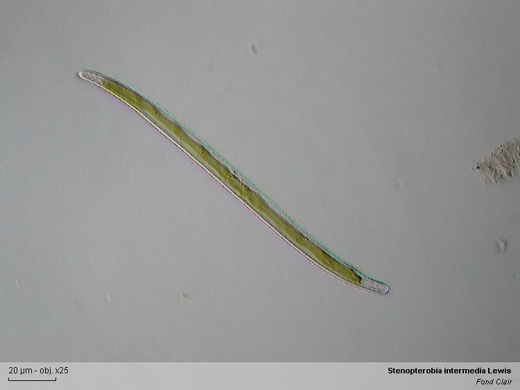 Stenopterobia curvula (W.Smith)Krammer #2727