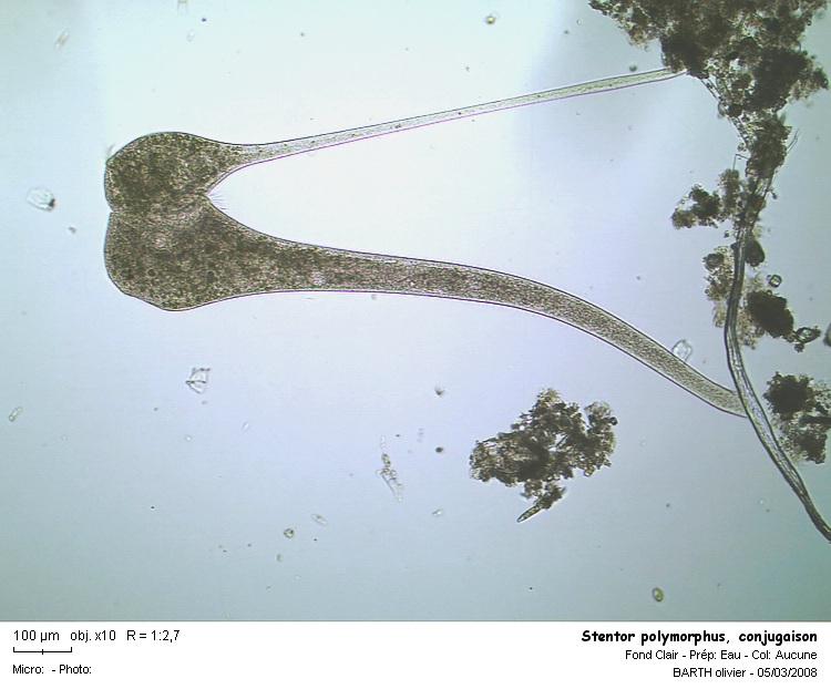Stentor polymorphus #2910