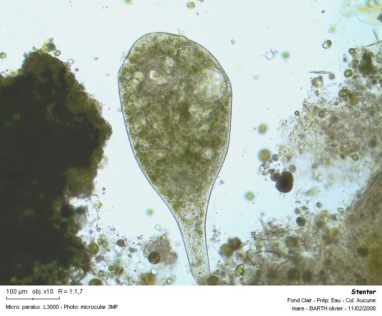 Stentor polymorphus #2907
