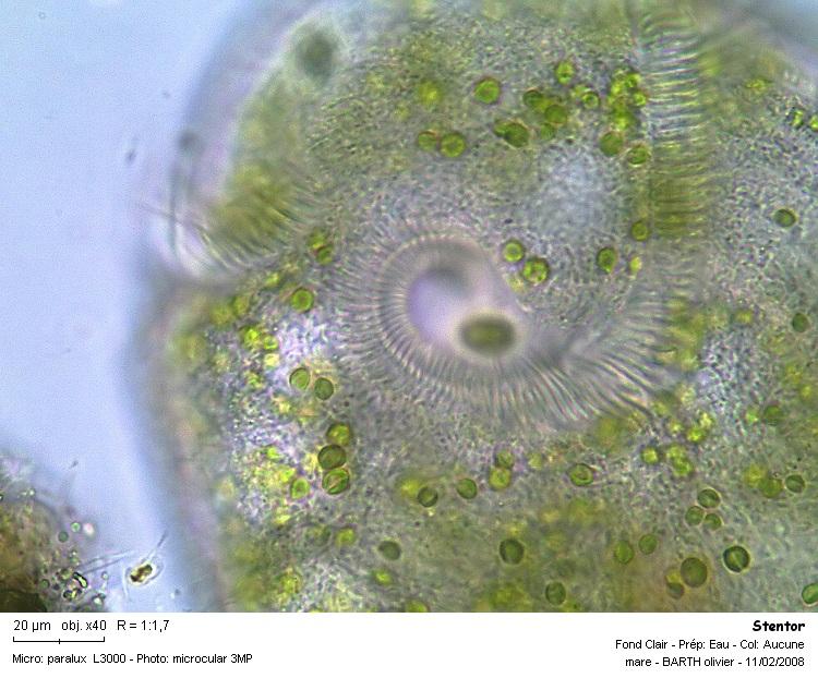 Stentor polymorphus #2908