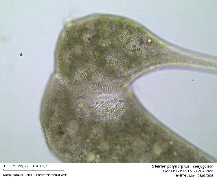 Stentor polymorphus #2911
