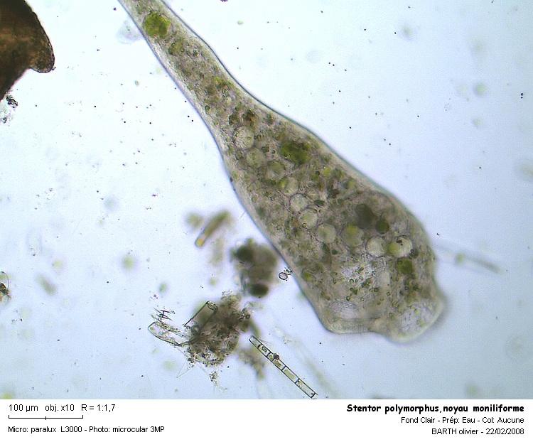 Stentor polymorphus #2909