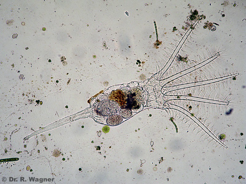 Stephanoceros fimbriatus #16794