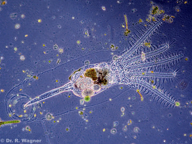 Stephanoceros fimbriatus #16795