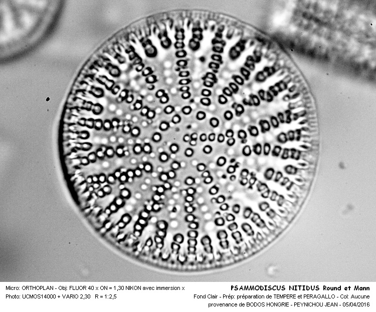 STEPHANODISCUS  PENTOCSEKC #44461