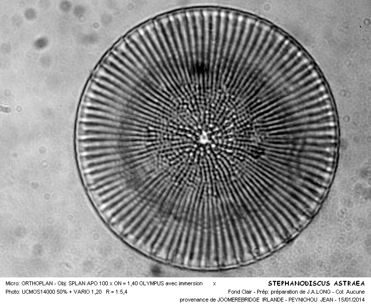 STEPHANODISCUS ASTRAEA #35691