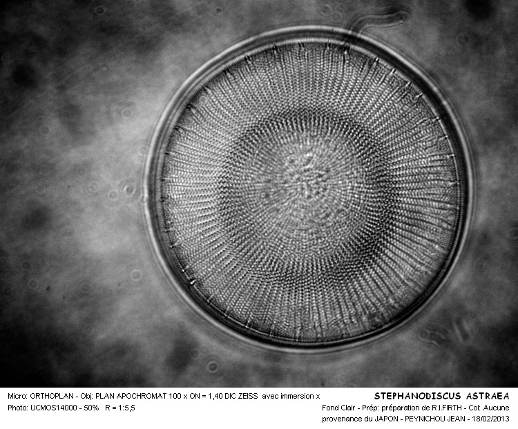 STEPHANODISCUS ASTRAEA #29887