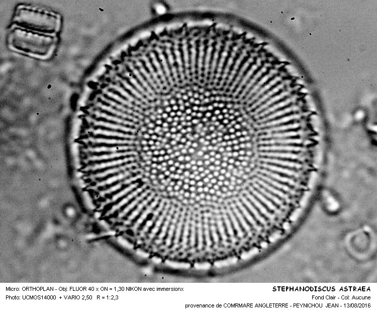 Stephanodiscus astrea #46458
