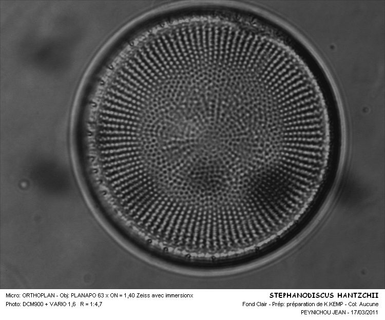 STEPHANODISCUS HANTZSCHIL #31636