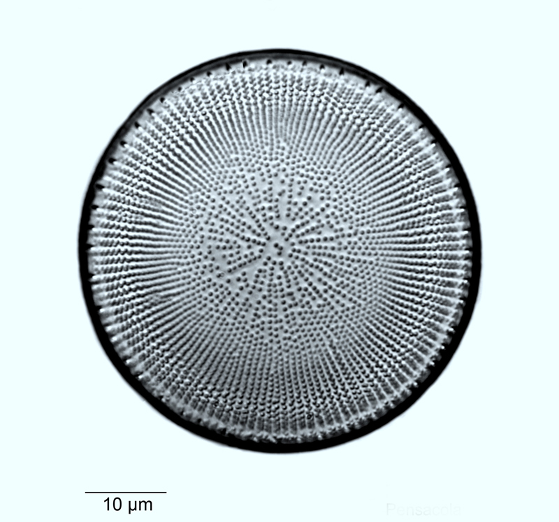 Stephanodiscus neoastraea #55473
