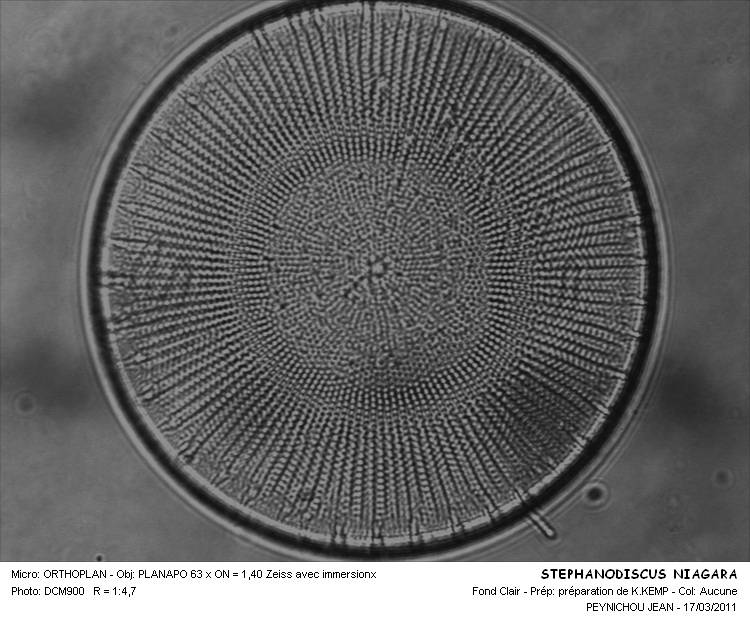 STEPHANODISCUS NIAGARAE #31635