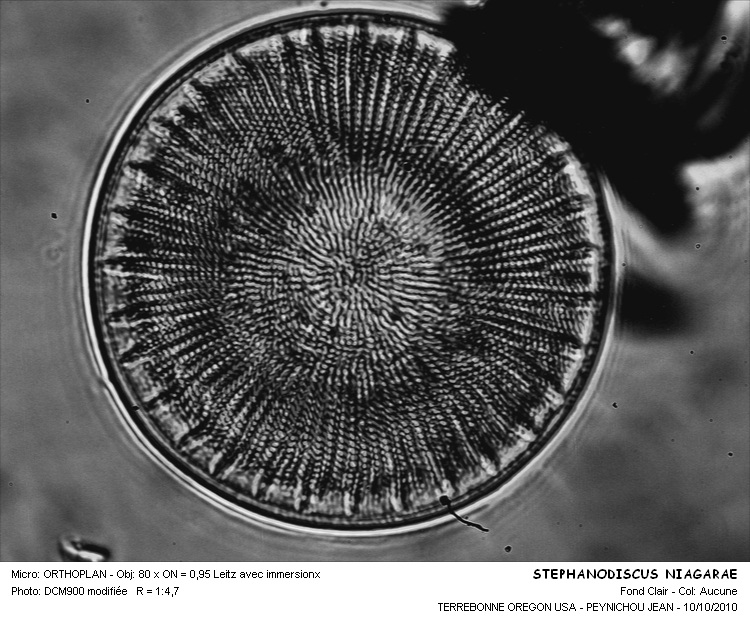Stephanodiscus niagarae Ehrenberg #18425