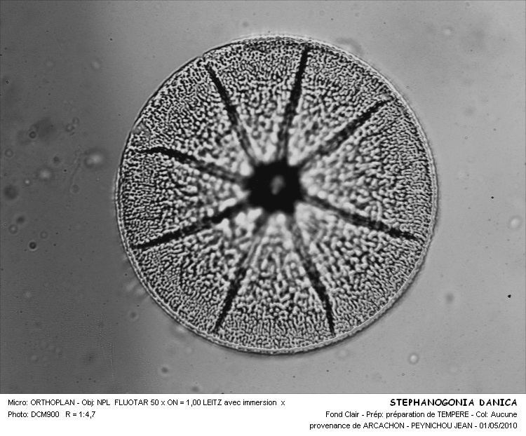 STEPHANOGONIA DANICA #31631