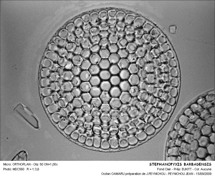 STEPHANOPIXIS BARBADENSIS #31627