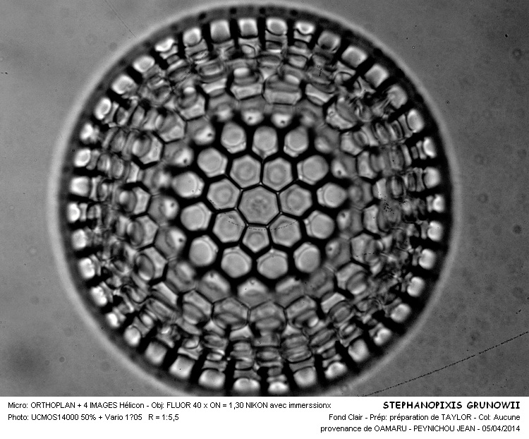 STEPHANOPIXIS GRUNOWII #37079