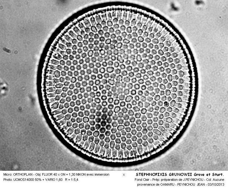 STEPHANOPIXIS GRUNOWII Grove et Sturt. #34077