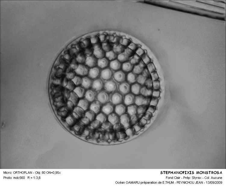 STEPHANOPIXIS MONSTROSA #31628