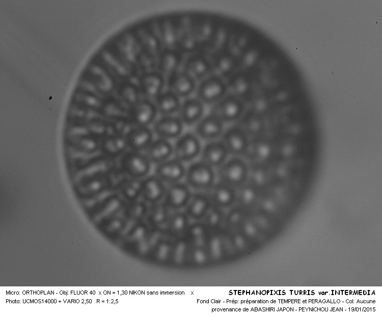 STEPHANOPIXIS TURRIS var. INTERMEDIA #40452