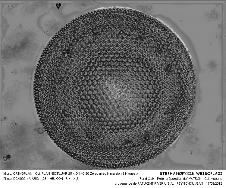 STEPHANOPIXIS WEISOPLAGI #31625