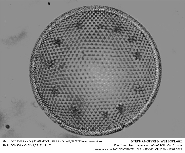STEPHANOPIXIS WEISOPLAGI #31626