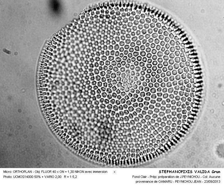STEPHANOPYXIS  VALIDA Grun #33904