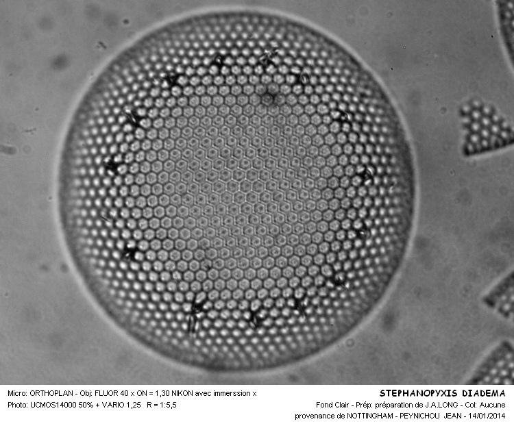 STEPHANOPYXIS DIADEMA #35684
