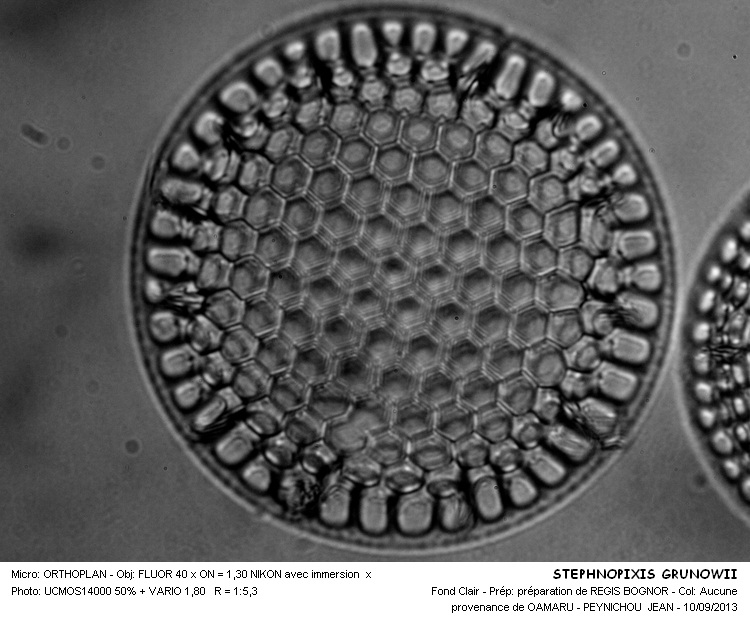 STEPHANOPYXIS GRUNOWII #33725