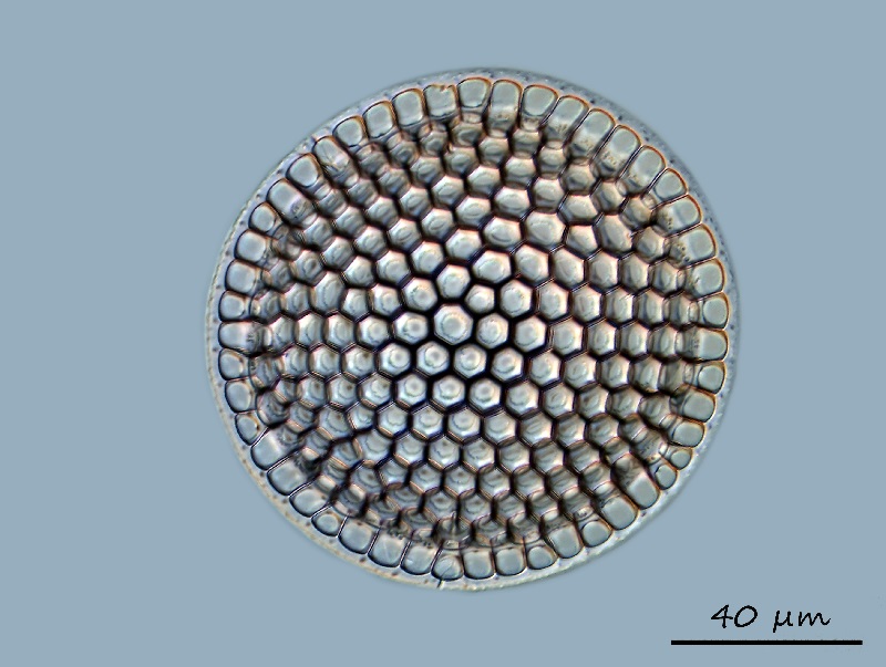 Stephanopyxis grunowii #69193