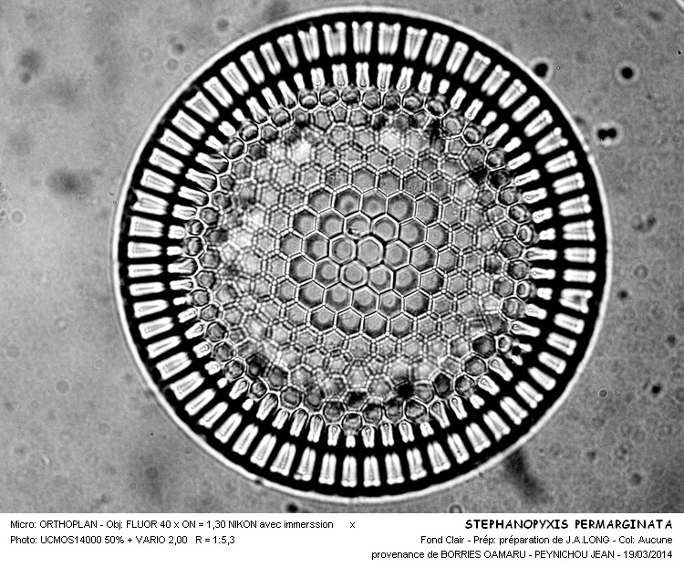 STEPHANOPYXIS PERMARGINATA #36821