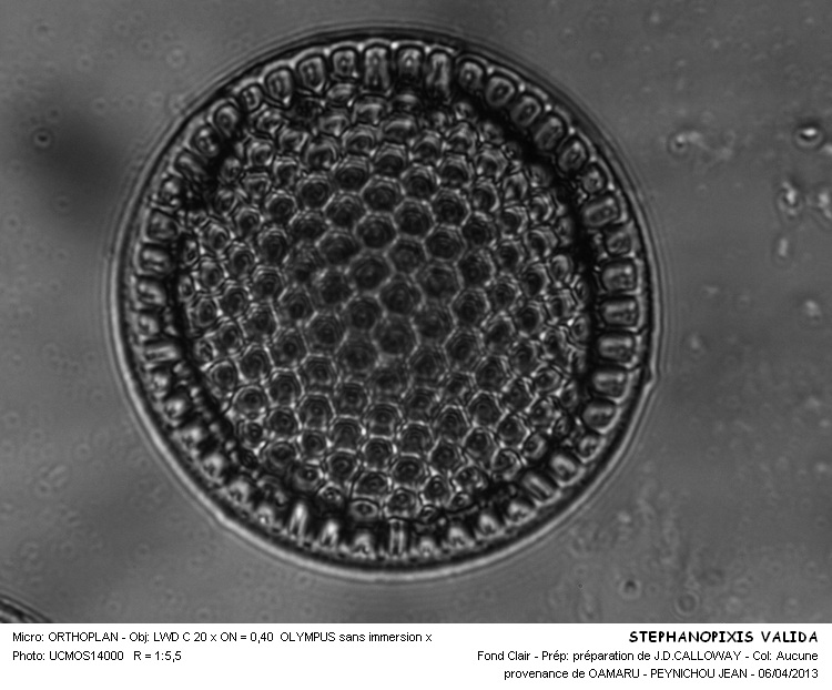 STEPHNOPIXIS VALIDA #30481