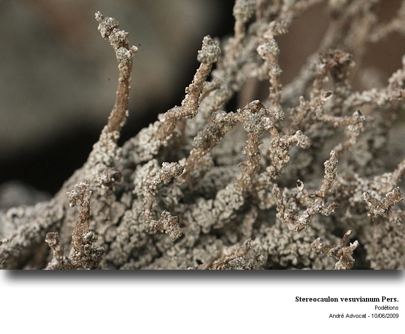 Stereocaulon vesuvianum Pers. #11660