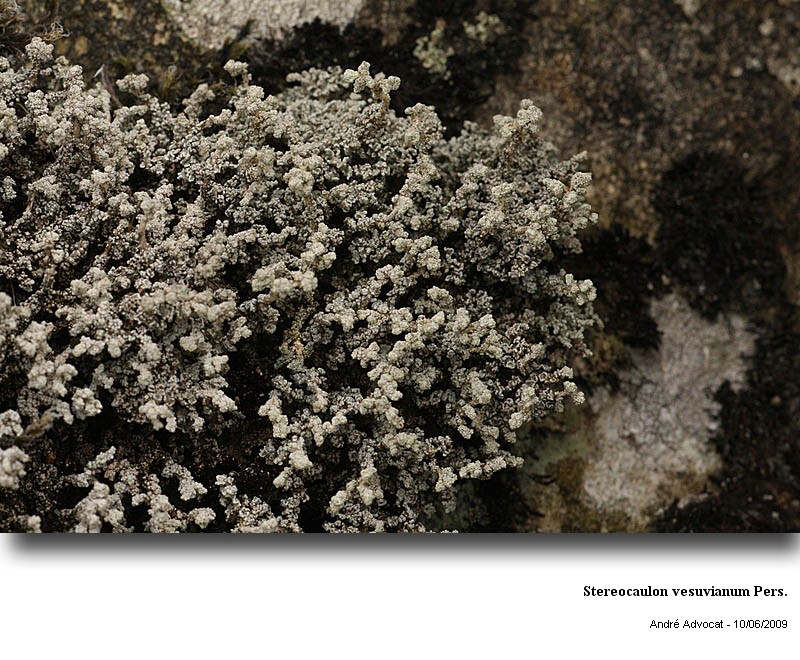 Stereocaulon vesuvianum Pers. #11661