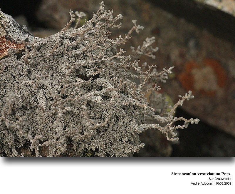 Stereocaulon vesuvianum Pers. #11659