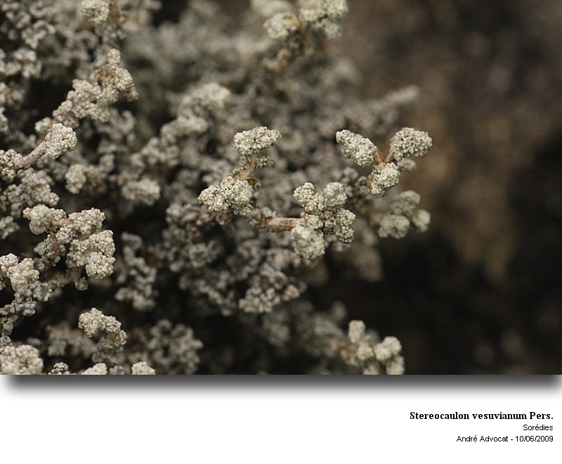 Stereocaulon vesuvianum Pers. #11662