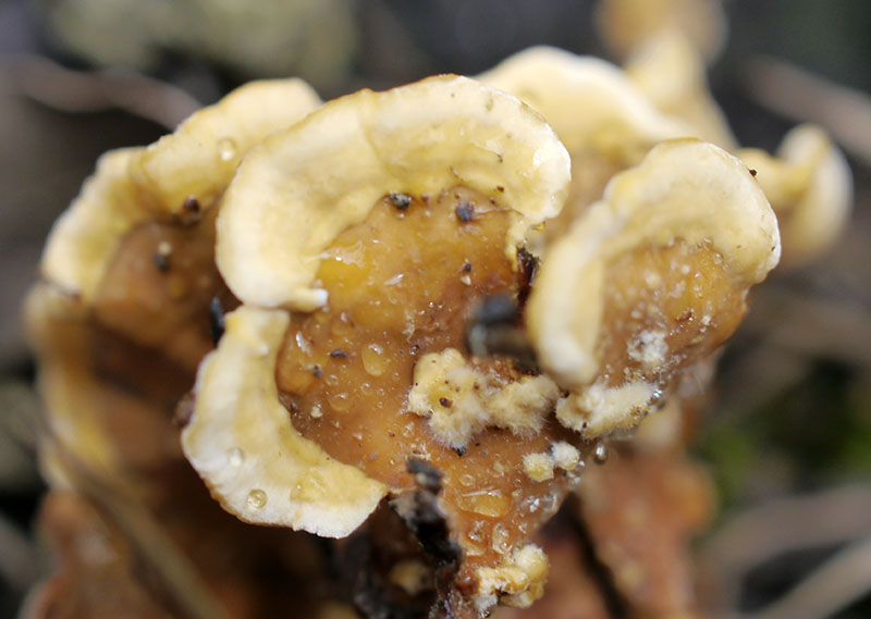Stereum hirsutum #53561