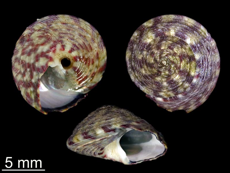 Steromphala umbilicalis et Steromphala umbilicaris #59414