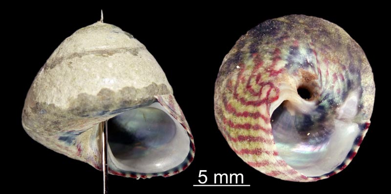 Steromphala umbilicalis et Steromphala umbilicaris #59413