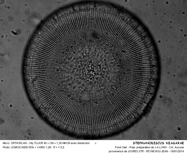 STHEPANOSISCUS NIAGARAE #35723