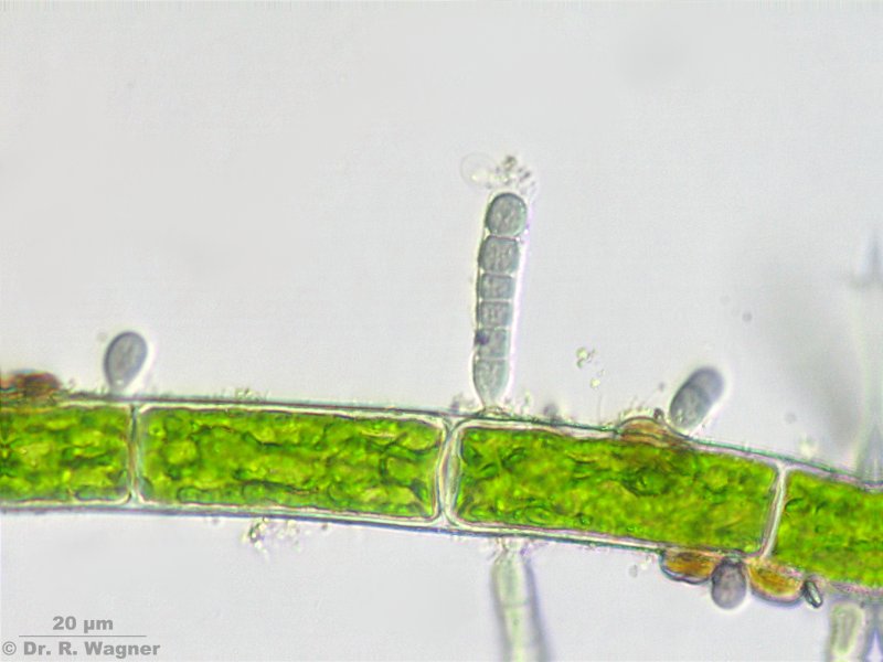 Stichosiphon sansibaricus #5022