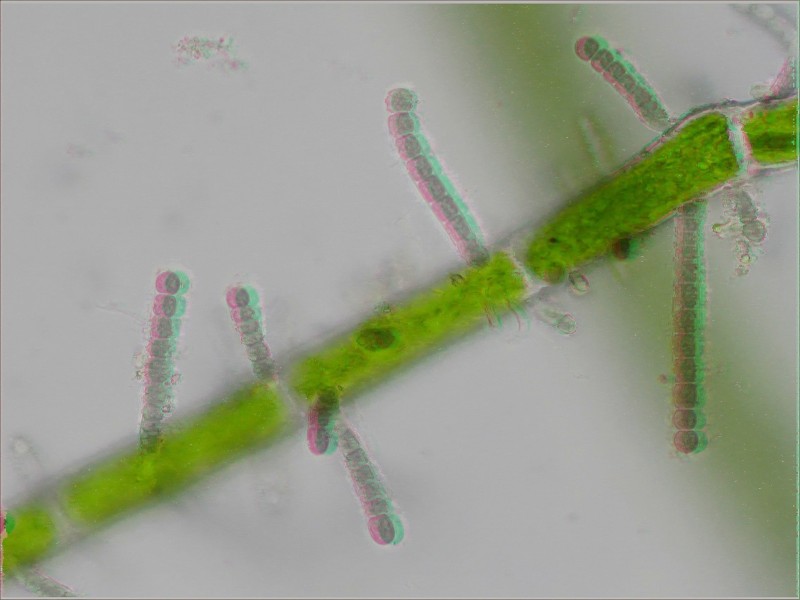 Stichosiphon sansibaricus #5023
