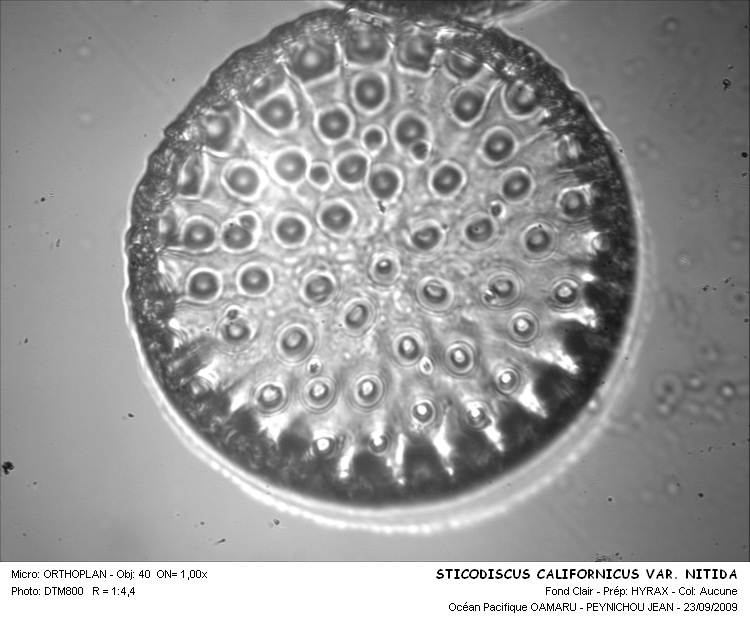 STICODISCUS CALIFORNICUS #12928