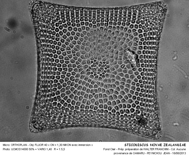 STICODISCUS NOVAE ZEALANDIAE #33341