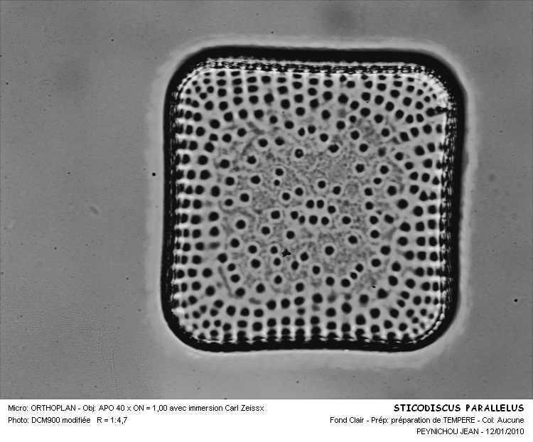 STICODISCUS PARALLELUS #30073