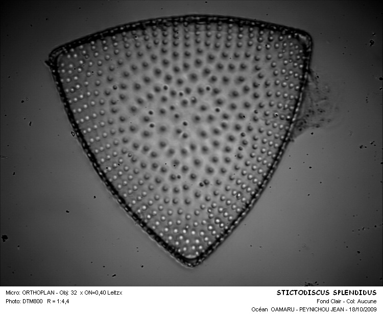 STICODISCUS SPLENDIDUS #31615