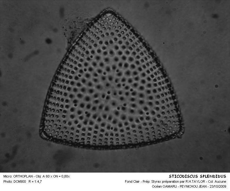 STICODISCUS SPLENDIDUS #31616