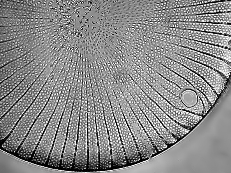 Stictocyclus stictodiscus (Grunow)  Ross #35376