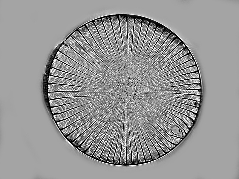 Stictocyclus stictodiscus (Grunow)  Ross #35375