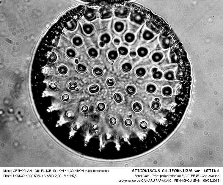 STICTODISCUS CALIFORNICUS var. NITIDA #33188