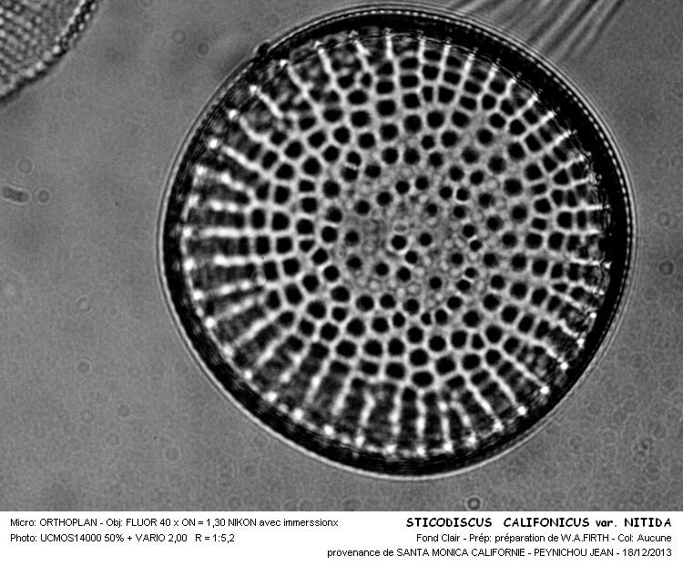 STICTODISCUS CALIFORNICUS var. NITIDA #37322
